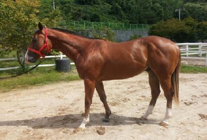 ���̾��Ż ����