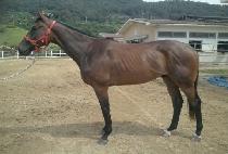 ���׽��ھ� (RUNNING SCORE) ����