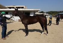 ��ī���� (MECCA ANGEL) ����