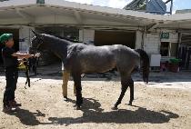 ���̴�ũ��� (SHINING CROWN) ����