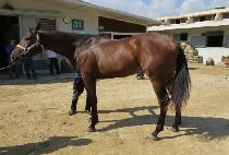 �����̹ٿ� (BLUSHING VOW) ����