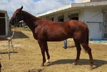 ����� (WHIZ STORM) ����