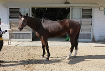 ����巡�� (WHIZ DRAGON) ����