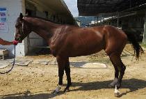 ��轺 (BROOKS) ����