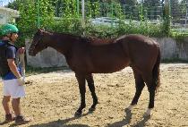 ���÷���ƽ�̼� (DIPLOMATIC MISSION) ����