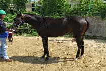 ����Ʈ�� (SMART JOE) ����