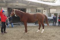 ť�ǵ��Ȱ (CUPID BUWHAL) ����