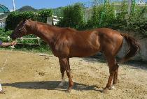 �´�巡�� (TAEDAM DRAGON) ����