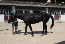 ü�̴̽޷��� (CHASING DOLLARS) ����