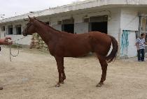 ����õ�� (JUNGSANGCHEOLLYONG) ����