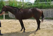 ��Ÿ������ (GOOD TIME JOHNNY) ����