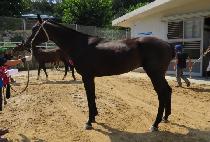 ����ִϾ� (HUG JUNIOR) ����