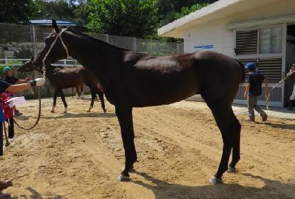 ����ִϾ� ����