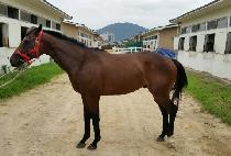 ǲ�չ��� (PUT IT BACK TIM) ����