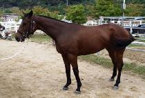 �����͵� (QUEEN CHARTERED) ����