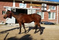 ��Ƽ�δ�����Ʈ (PARTYINTHEDESERT) ����