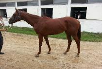 �ʷϻ� (CHOROKSAN) ����