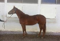 ������ (BITGARAM) ����