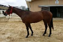 ���Ʈ���� (GOLD TWINS) ����