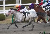 ��ð���Ÿ (TOSHI GANG STAR) ����