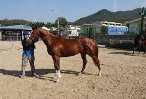 ����Ÿ���� (ROSITA BELLA) ����