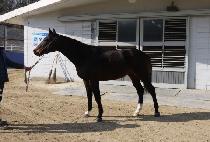 ��Ƽ���� (CITY WOLF) ����