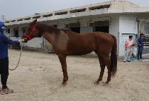 �����ູ (MAGIC HAENGBOK) ����