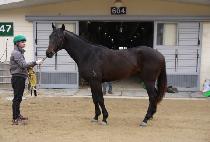 �򸶿�ƾ (BIG MOUNTAIN) ����