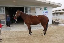 ��ī�̷��� (SKY LEO) ����