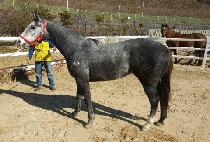 �ް�����̵� (MEGA BRIDE) ����