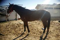 ���̽���ȭ (ACE SINHWA) ����