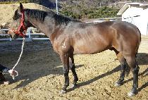 õ����ǳ�� (CHEONMA CHUPUNGO) ����