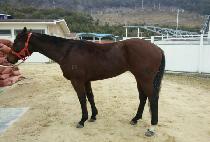 �ΰ�è�� (BUGYEONG CHAMP) ����