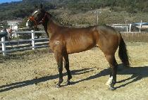 ��ǳ���� (POKPUNG JEONCHA) ����