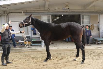 �ô����̵� ����