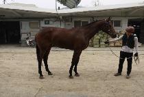 �����Ӹ��� (QUEEN��S PALACE) ����