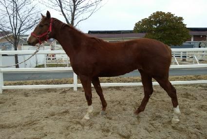 �����罺ī�� ����