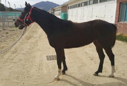 ����ĳ�� ����