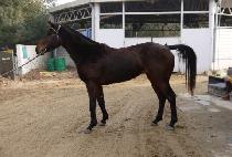 �ڱ� (JAGI) ����