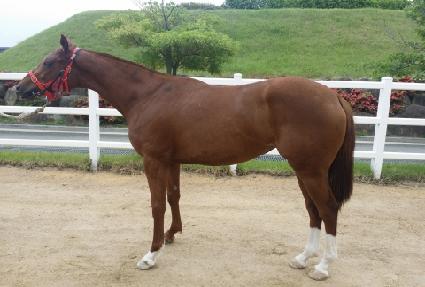 ����Ʈ���� ����