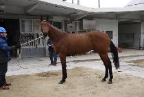 �������� (BORI BORI) ����