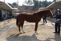 ���Ͻ�ȭ (DAEIL SHINHWA) ����