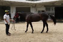 ������Ʈ�� (BET THE STROLL) ����