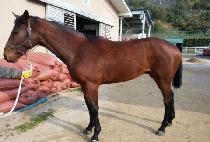 �ΰ�õ�� (BUGYEONG CHEONHA) ����