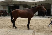 �������� (HIMUI JILJU) ����