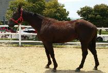 ȭ��Ʈĳ�� (WHITE CASTLE) ����