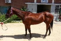 ����õ (DAEJONGCHEON) ����