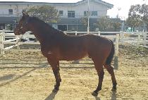 ��ũ��ĳ�� (SECRET CASTLE) ����