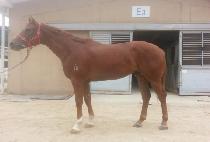 ���̳�����ũ (DYNAMIC TANK) ����