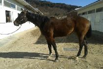 ����è�Ǿ� (DONGNAM CHAMPION) ����